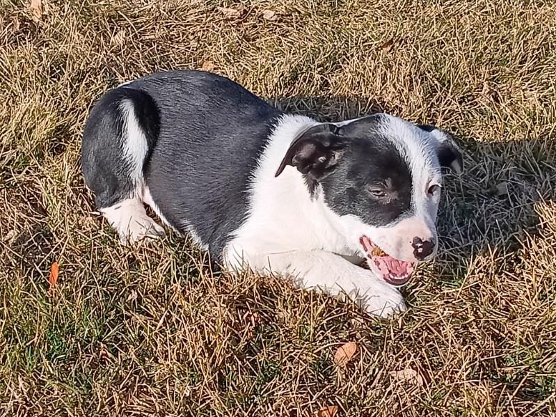Enlarge Someday, a ADOPTABLE mixed breed in Bend, OR image 2/4