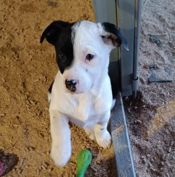 Someday, ADOPTABLE, Puppy Female Australian Cattle Dog / Blue Heeler & Border Collie.