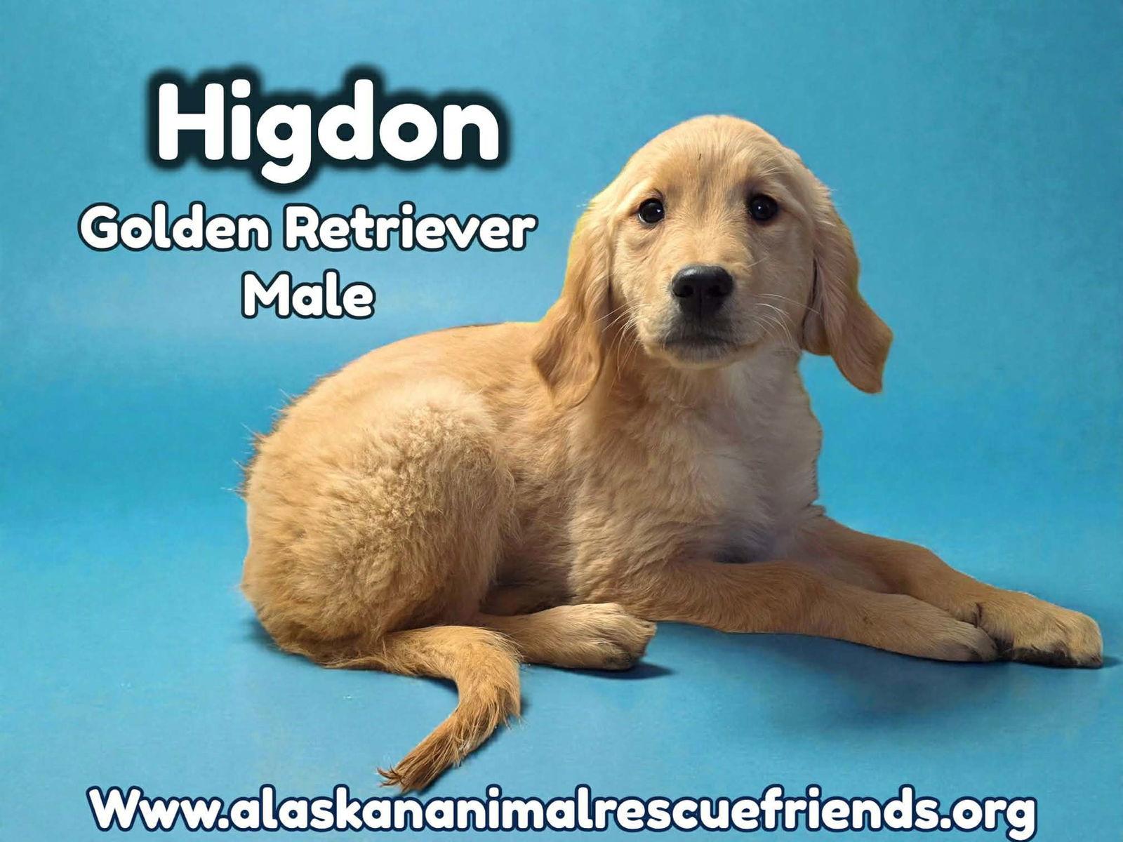 Enlarge Higdon, a Adopted Golden Retriever in Anchorage, AK image 1/1