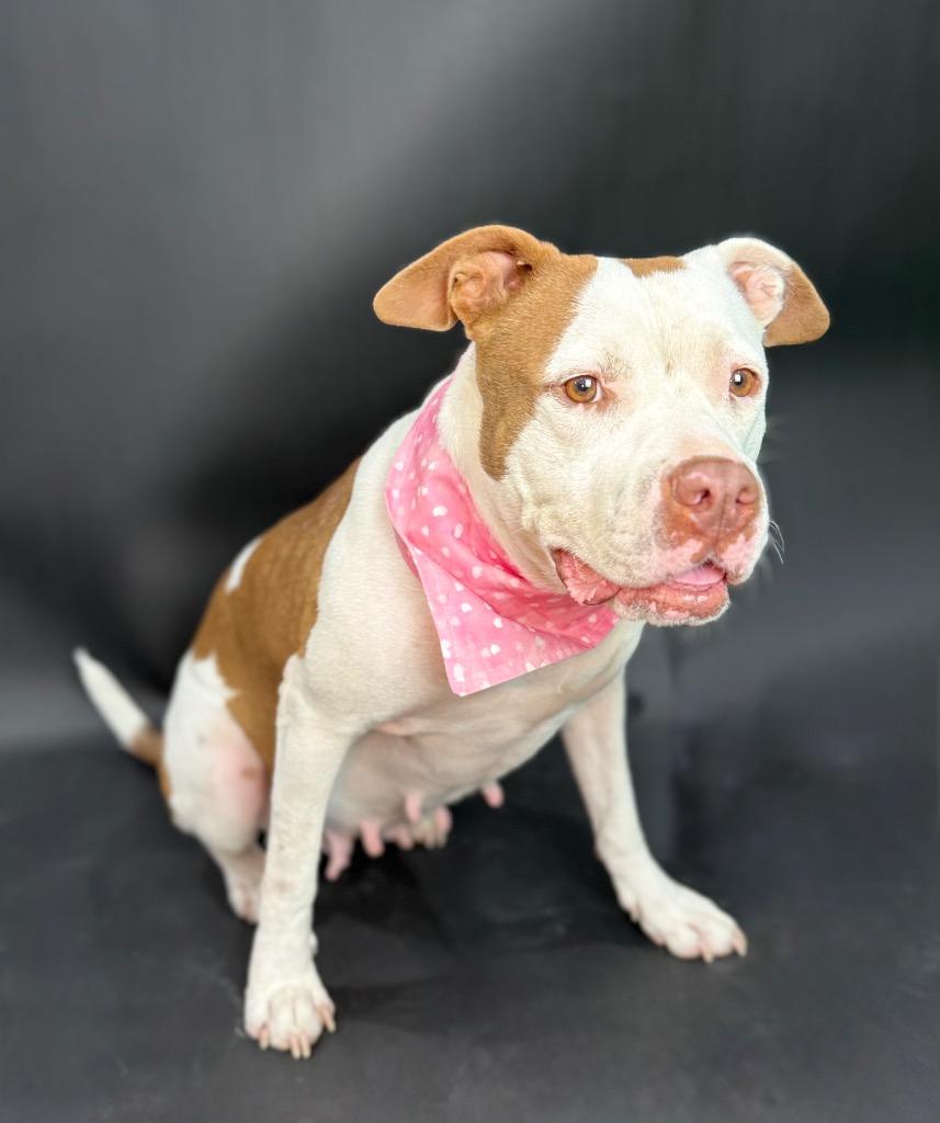 Nani Pelekai, a Adoptable mixed breed in Alvin, TX image 4/6