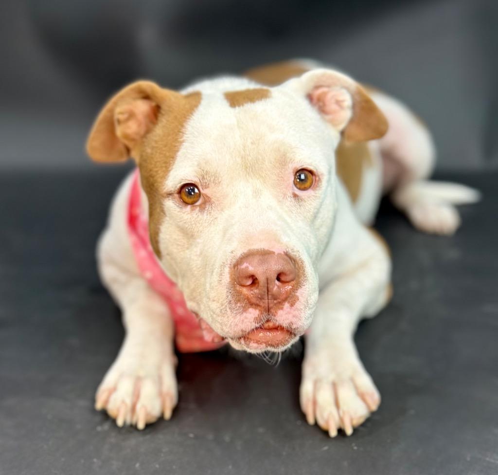 Nani Pelekai, a Adoptable mixed breed in Alvin, TX image 5/6