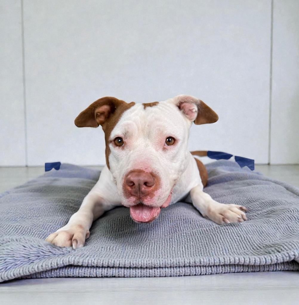 Nani Pelekai, a Adoptable mixed breed in Alvin, TX image 6/6