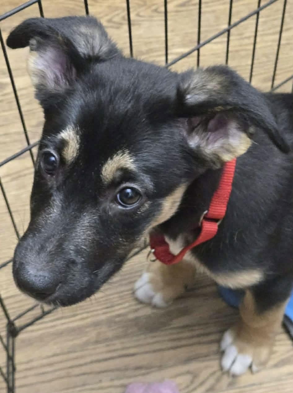 NAAN, Adoptable, Puppy Female Shepherd & Labrador Retriever.