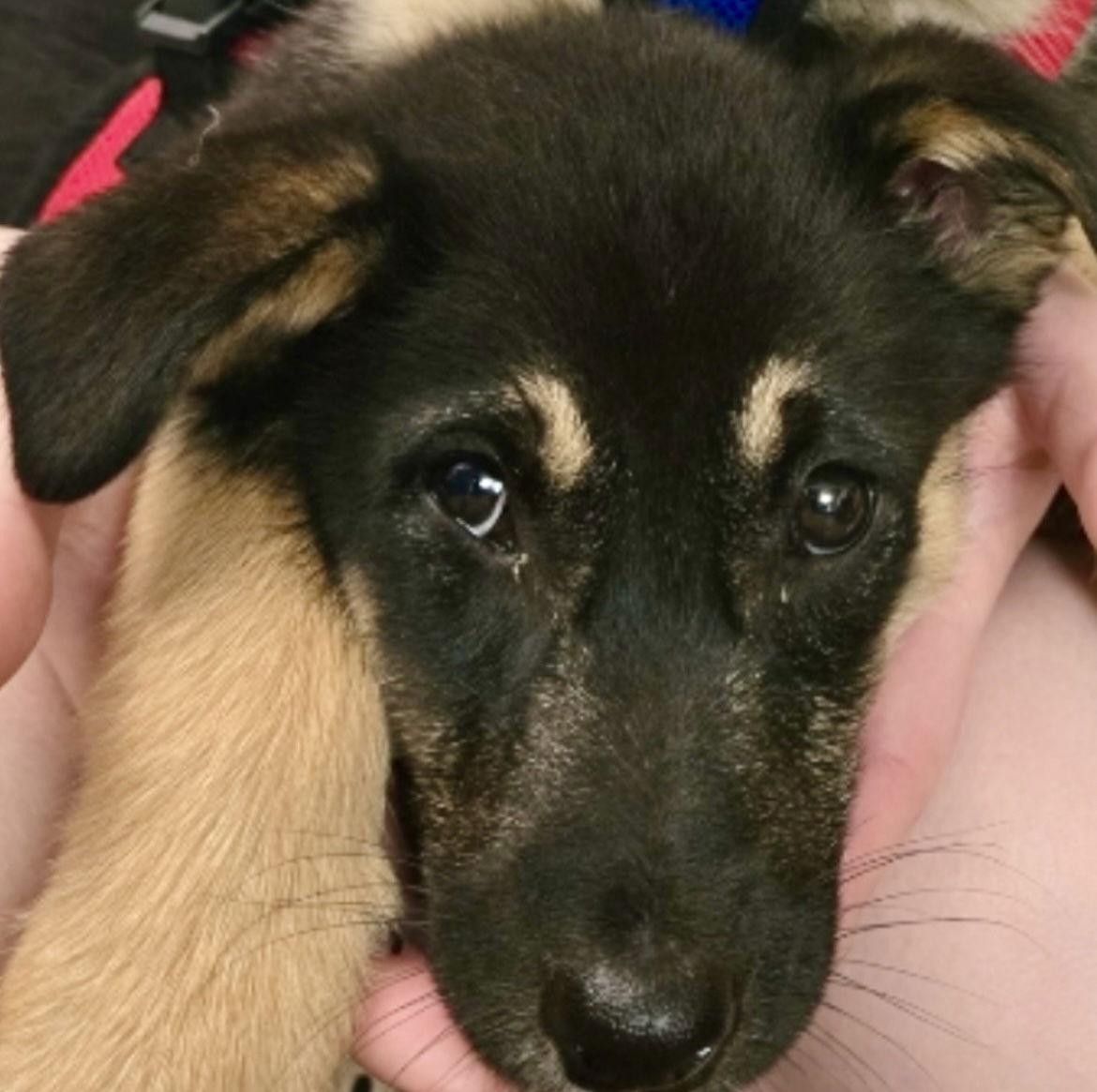 NAAN, a Adoptable mixed breed in Minesing, ON image 2/3