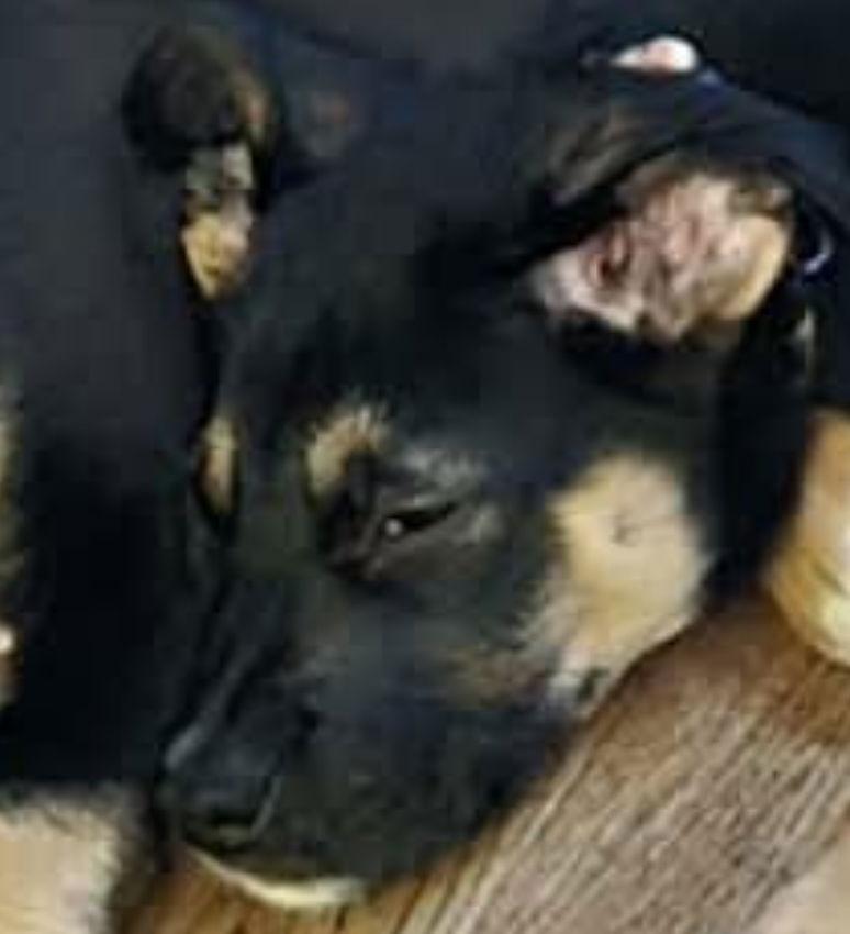 NAAN, a Adoptable mixed breed in Minesing, ON image 3/3