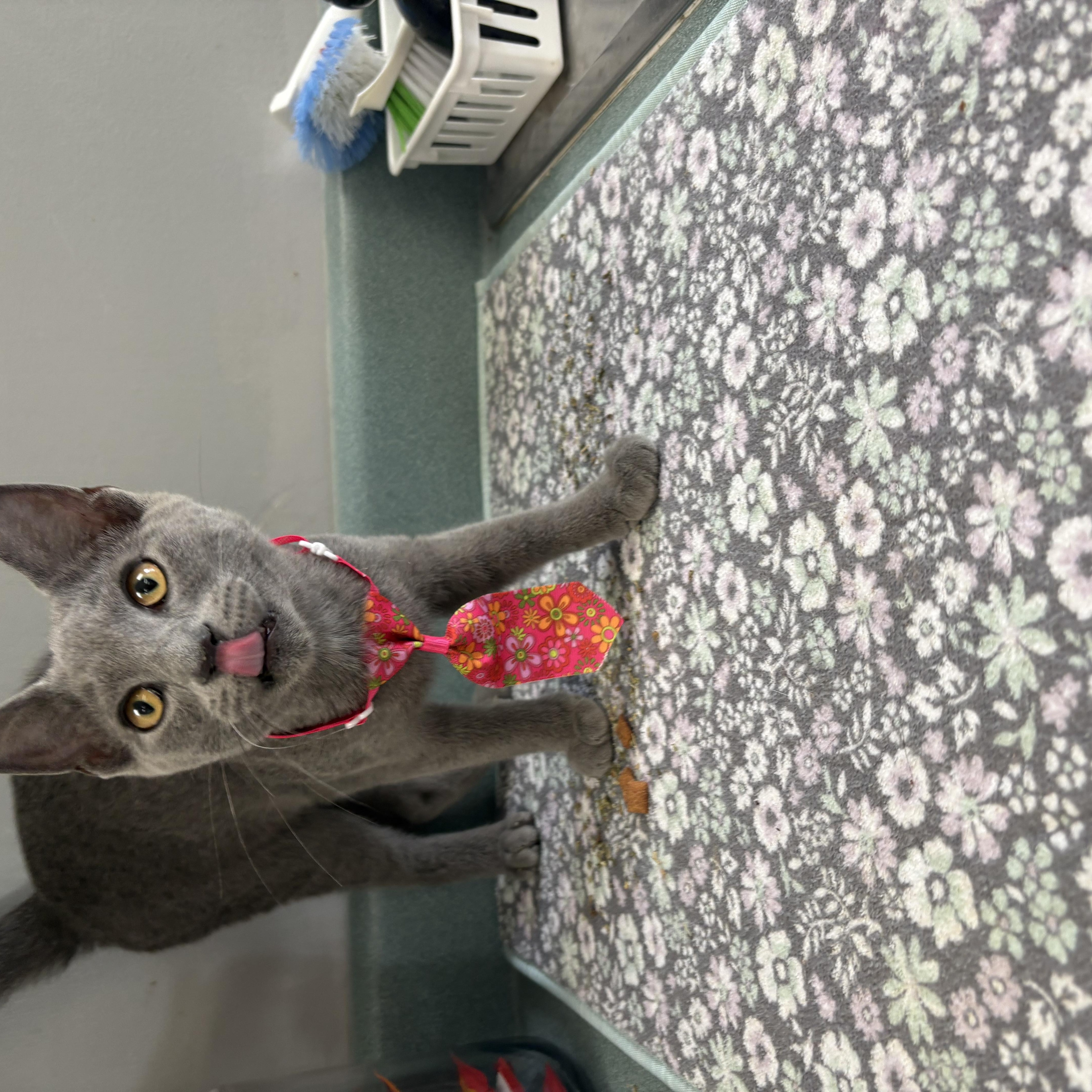 Enlarge Oatmilk Latte, a ADOPTABLE mixed breed in Bardstown, KY image 3/5