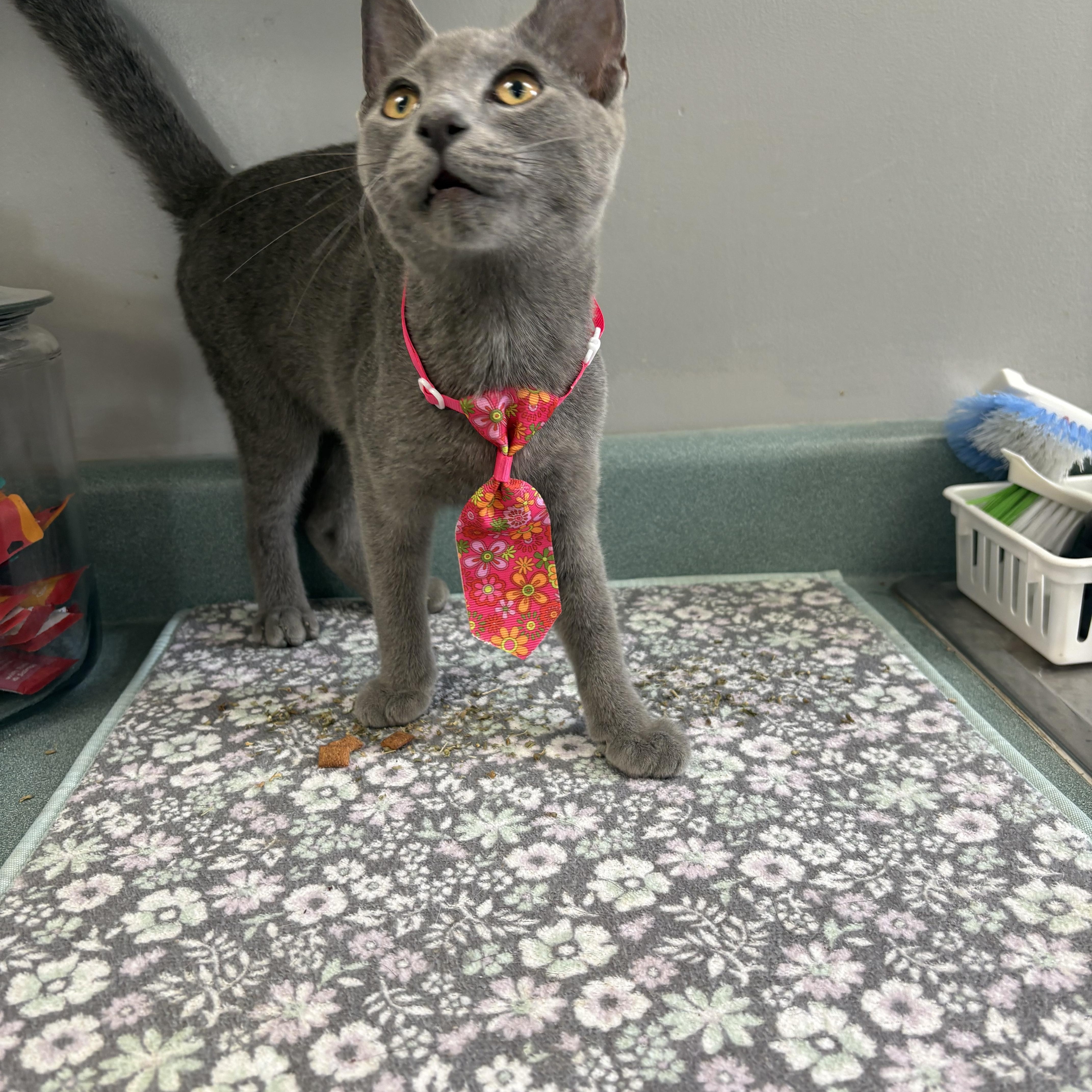 Enlarge Oatmilk Latte, a ADOPTABLE mixed breed in Bardstown, KY image 4/5