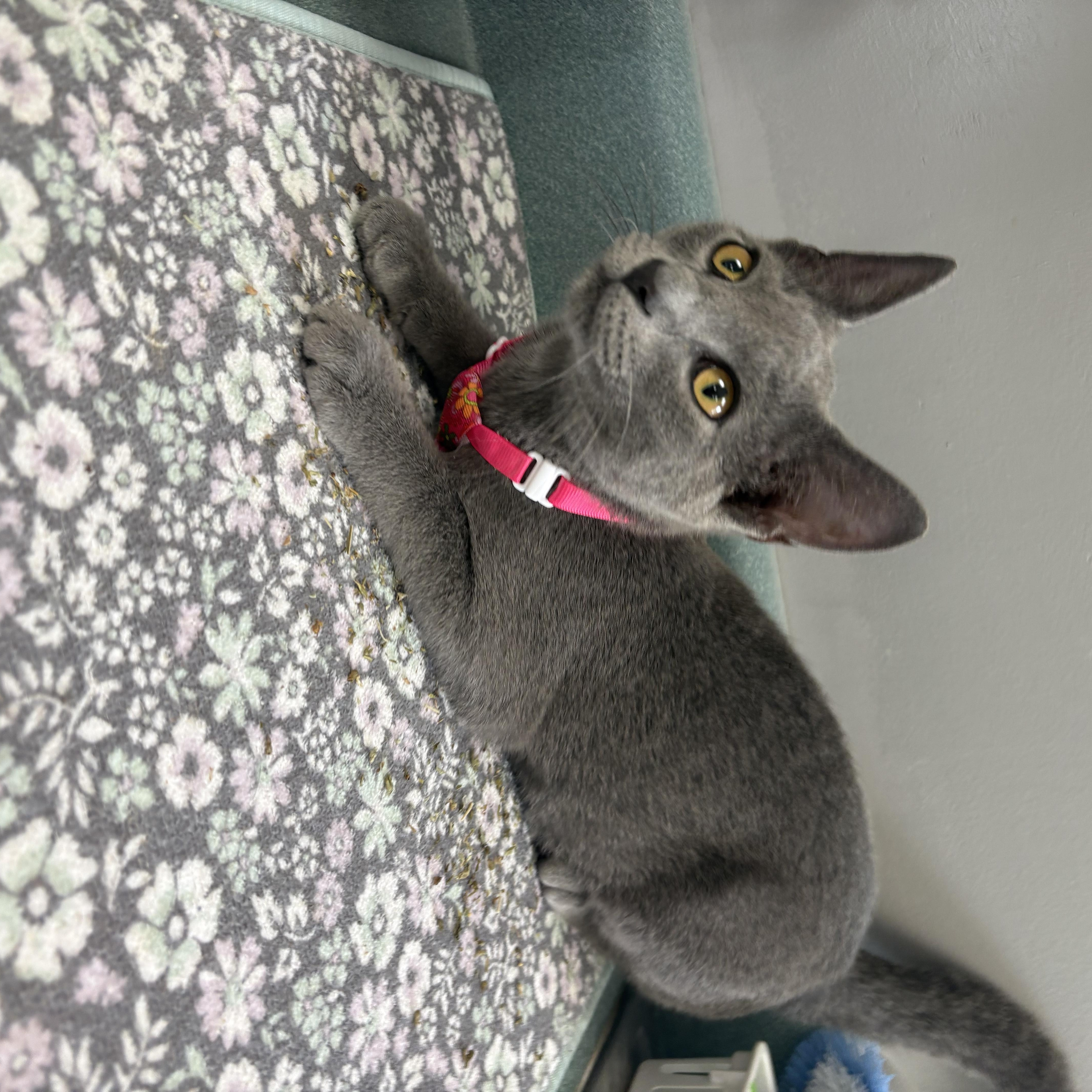 Enlarge Oatmilk Latte, a ADOPTABLE mixed breed in Bardstown, KY image 5/5