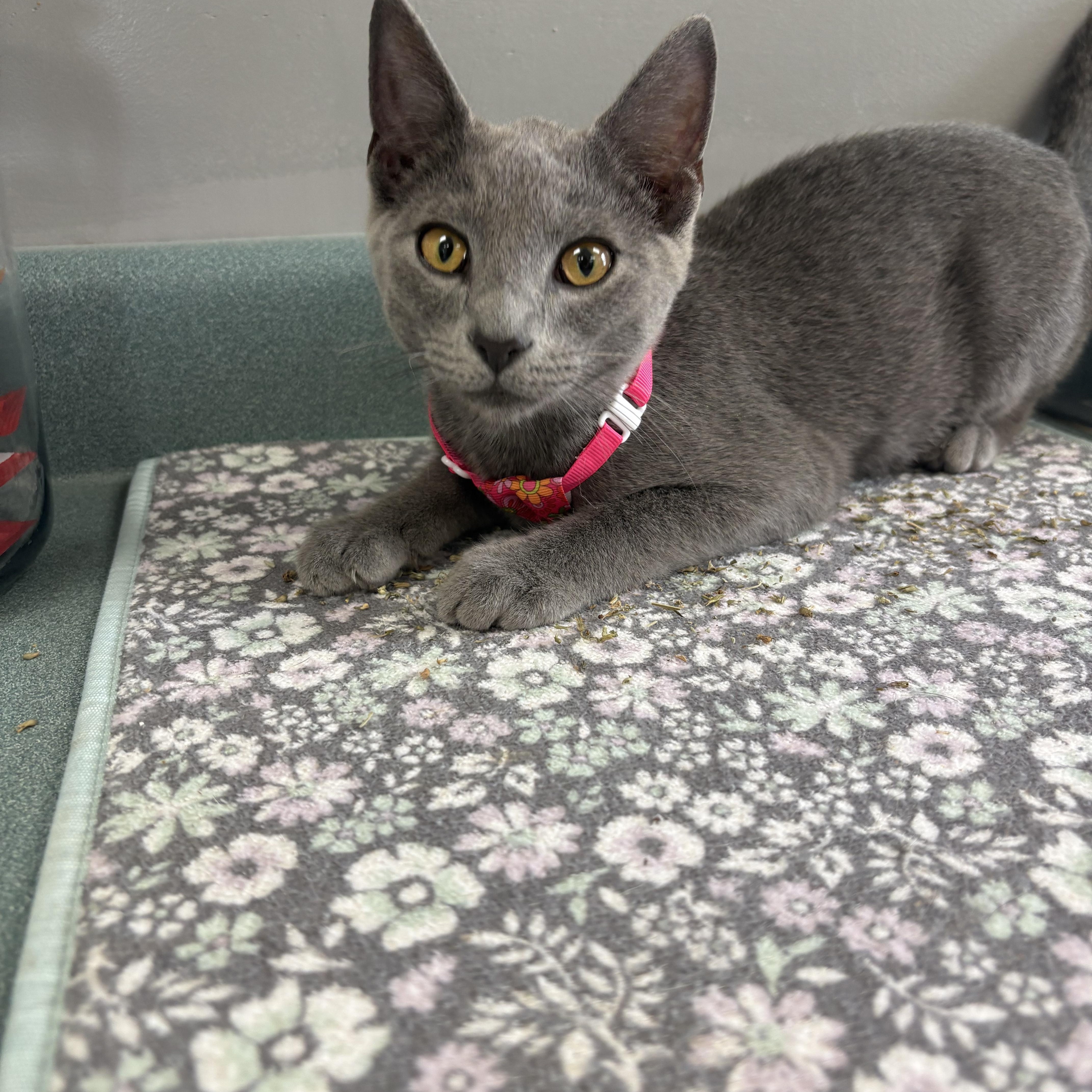 Enlarge Oatmilk Latte, a ADOPTABLE mixed breed in Bardstown, KY image 2/5