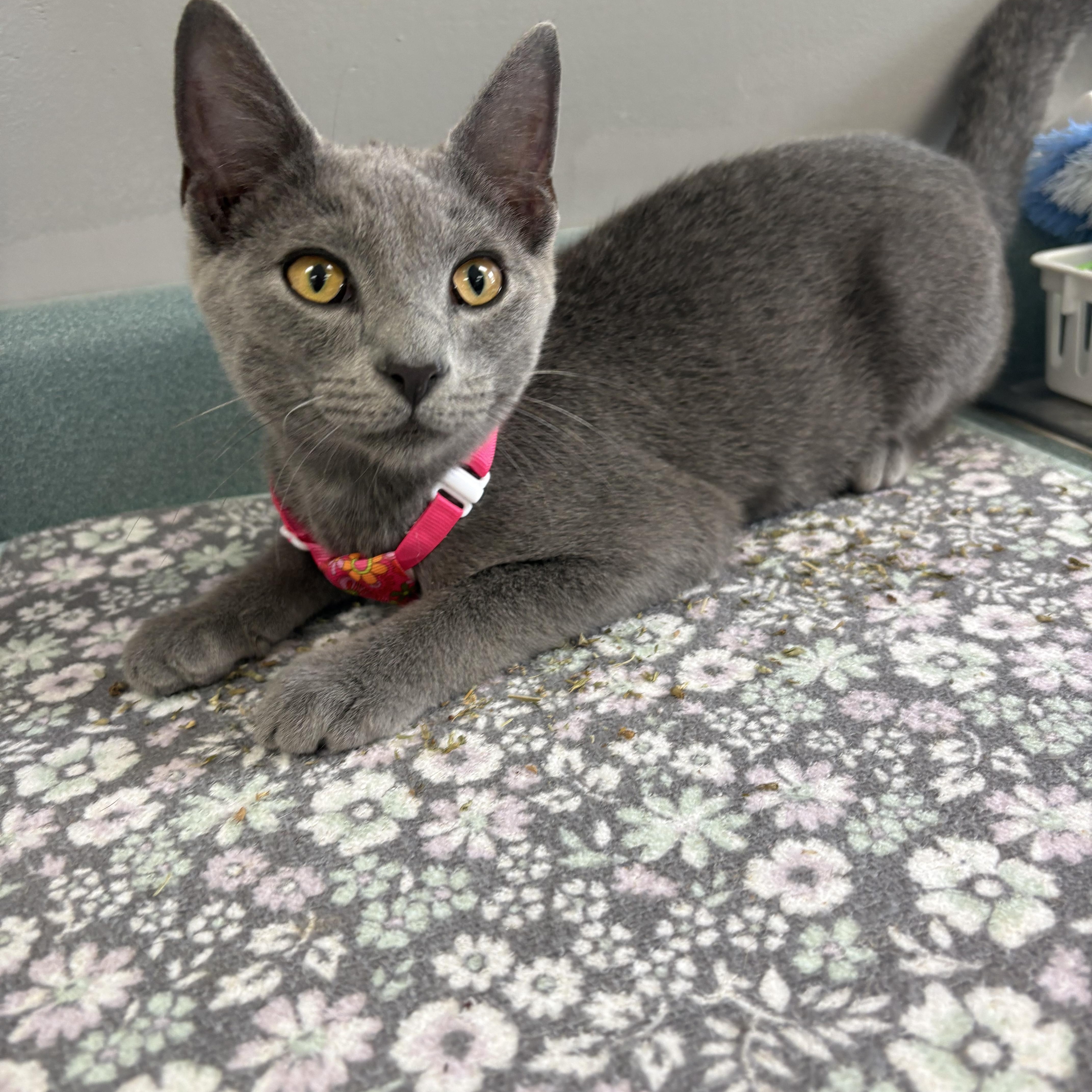 Oatmilk Latte, ADOPTABLE, Young Male Russian Blue & Domestic Short Hair.