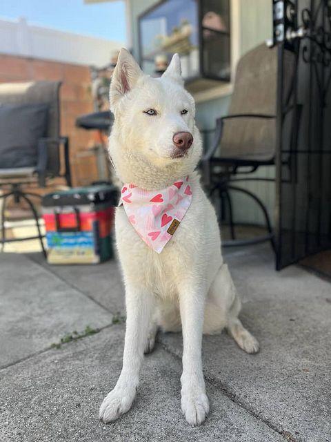 Morgiana, a ADOPTABLE mixed breed in Los Angeles, CA image 3/5