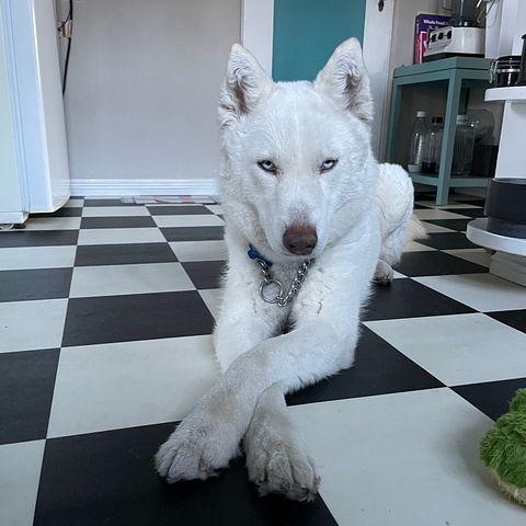 Morgiana, a ADOPTABLE mixed breed in Los Angeles, CA image 5/5