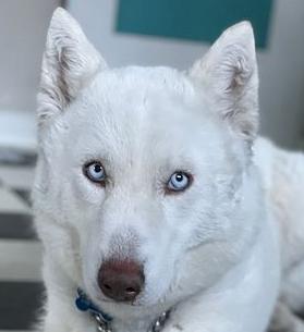 Morgiana, a ADOPTABLE mixed breed in Los Angeles, CA image 2/5