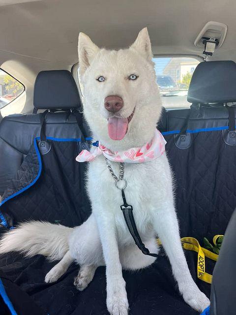 Morgiana, a ADOPTABLE mixed breed in Los Angeles, CA image 1/5