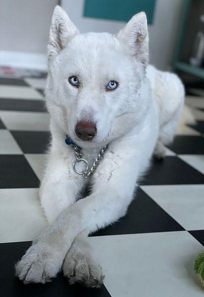 Morgiana, a ADOPTABLE mixed breed in Los Angeles, CA image 4/5