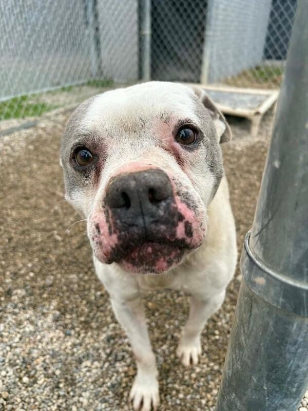 Joe, Adoptable, Adult Male Pit Bull Terrier.