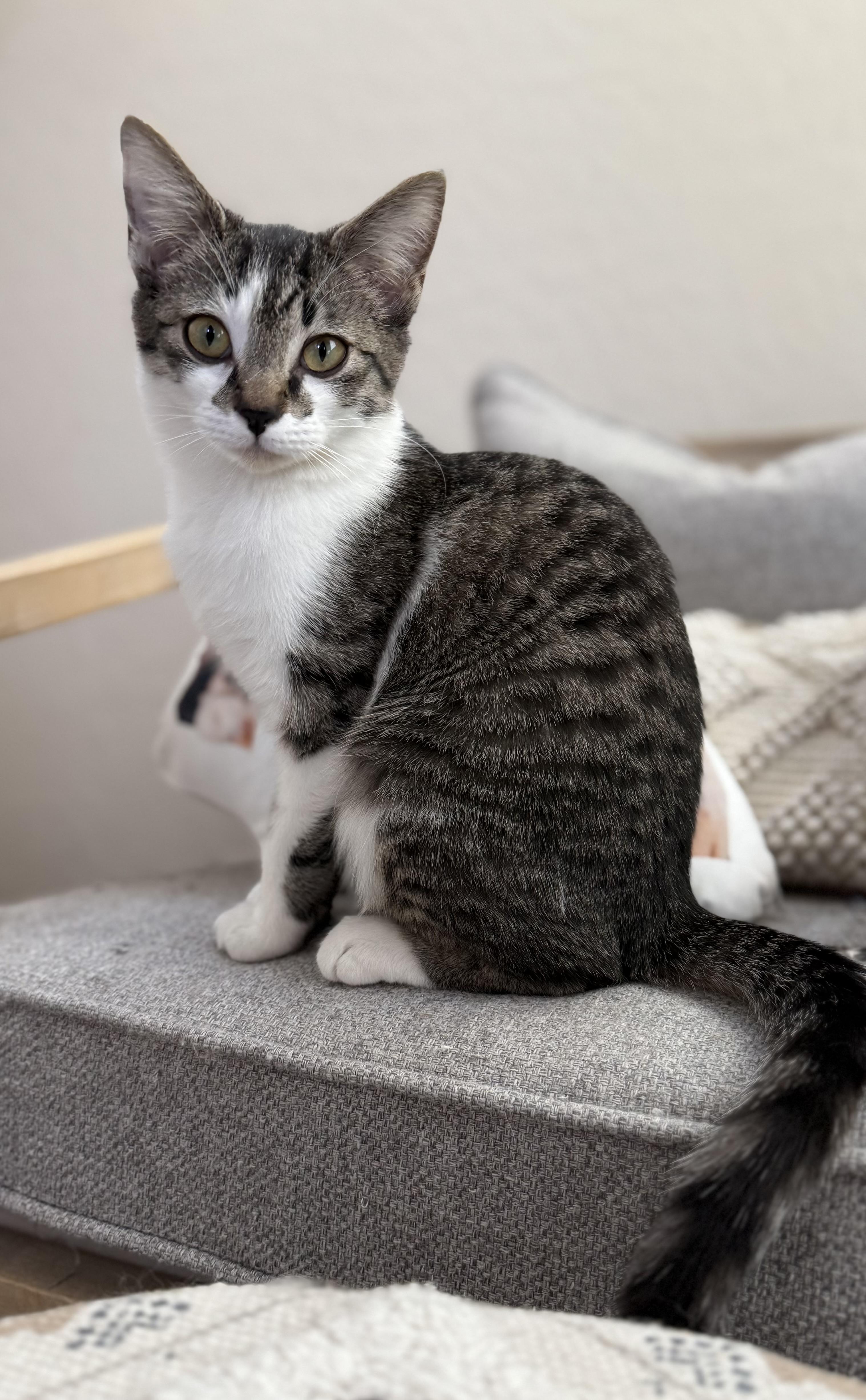 Isla, ADOPTABLE, Kitten Female Domestic Short Hair.