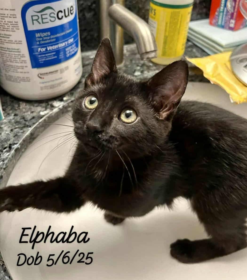 Elphaba
