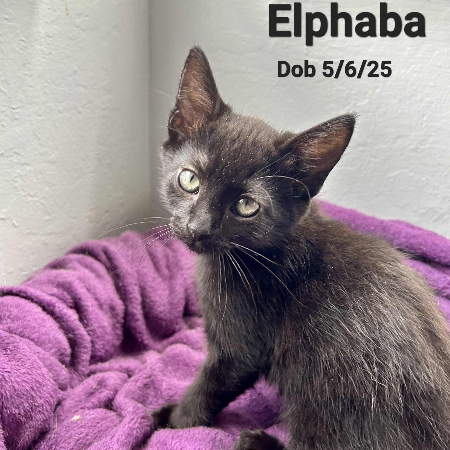 Elphaba