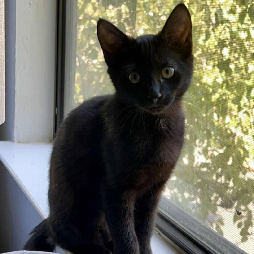 Elphaba