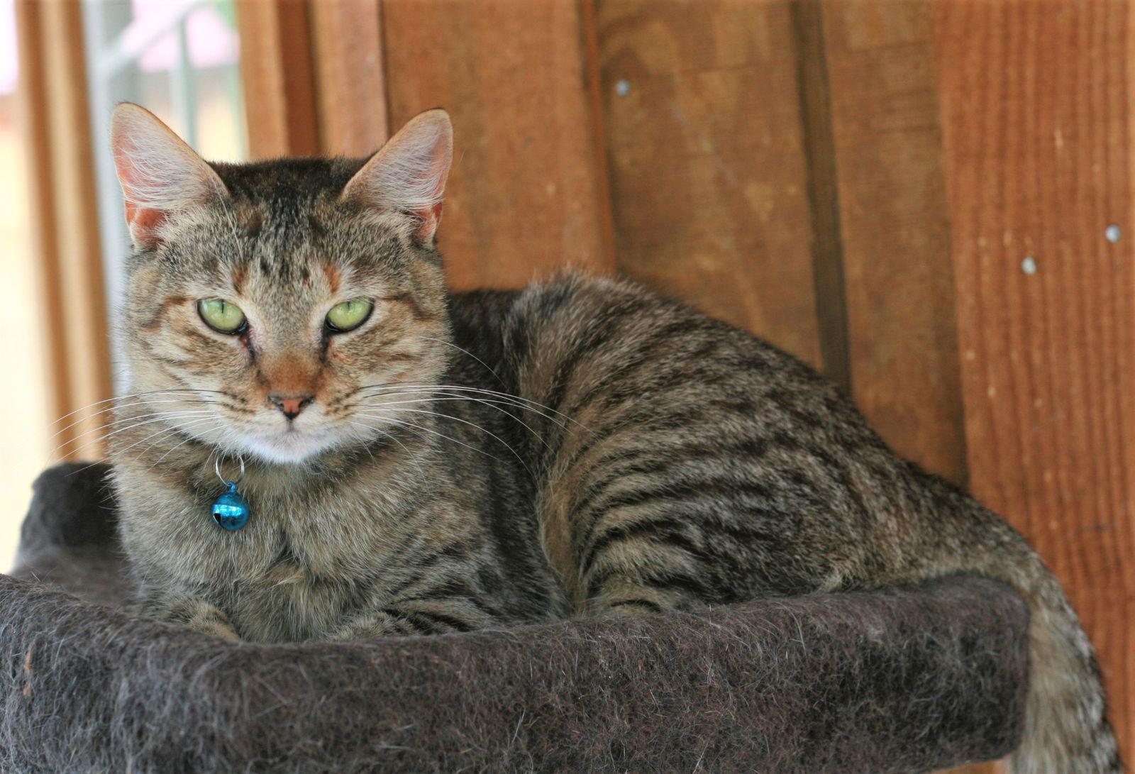 Estella, Adoptable, Adult Female Domestic Short Hair & Tabby.