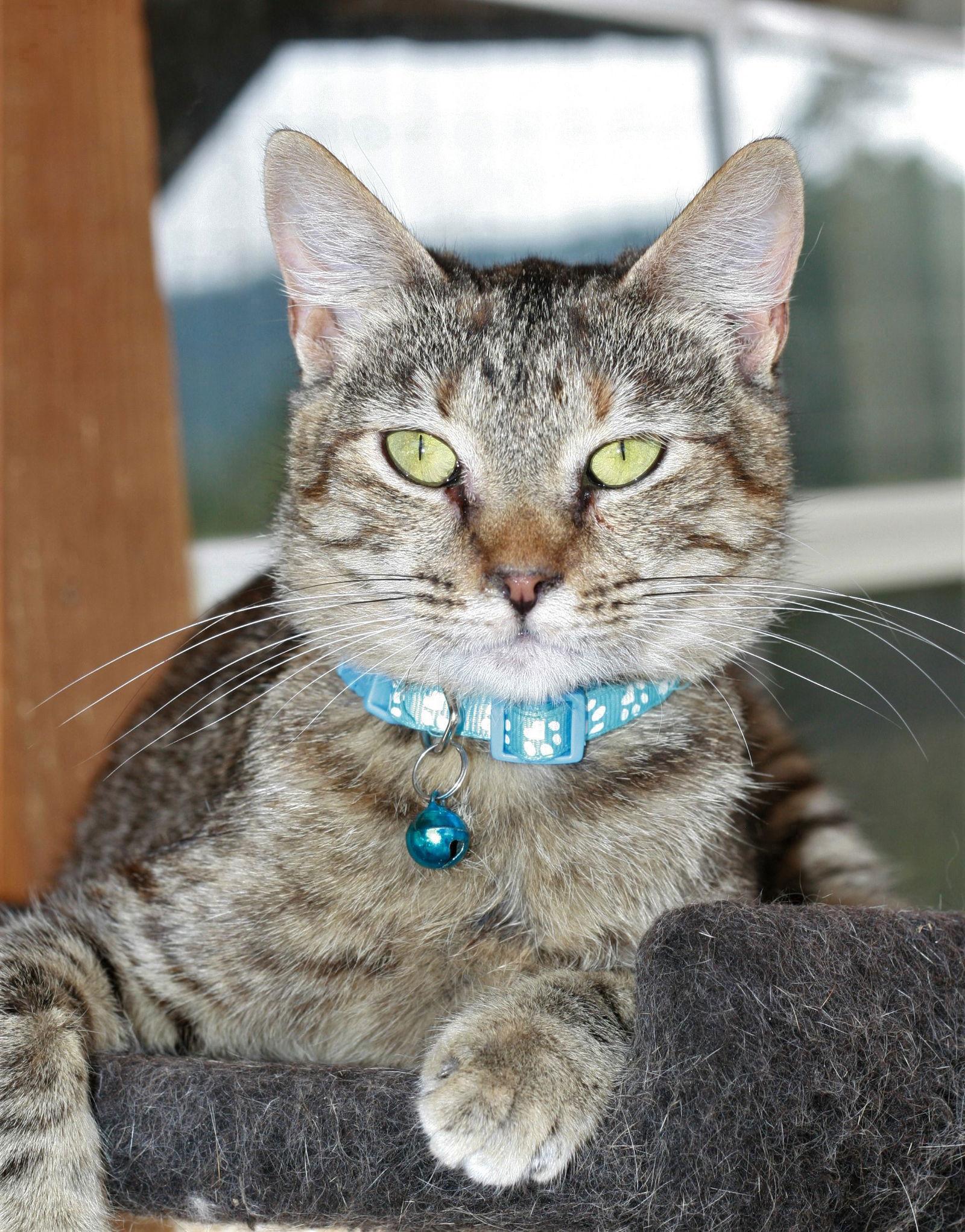 Estella, a Adoptable mixed breed in Attalla, AL image 2/3
