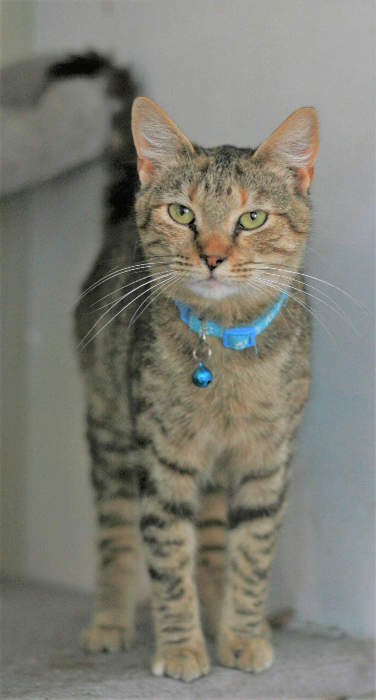 Estella, a Adoptable mixed breed in Attalla, AL image 3/3