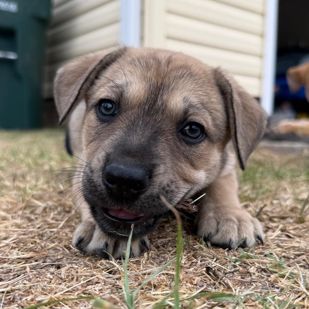 Todd, a Adoptable Mixed Breed in Aberdeen, NC image 1/5