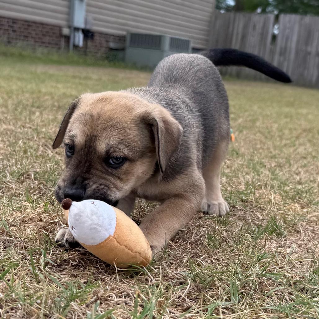 Todd, a Adoptable Mixed Breed in Aberdeen, NC image 2/5