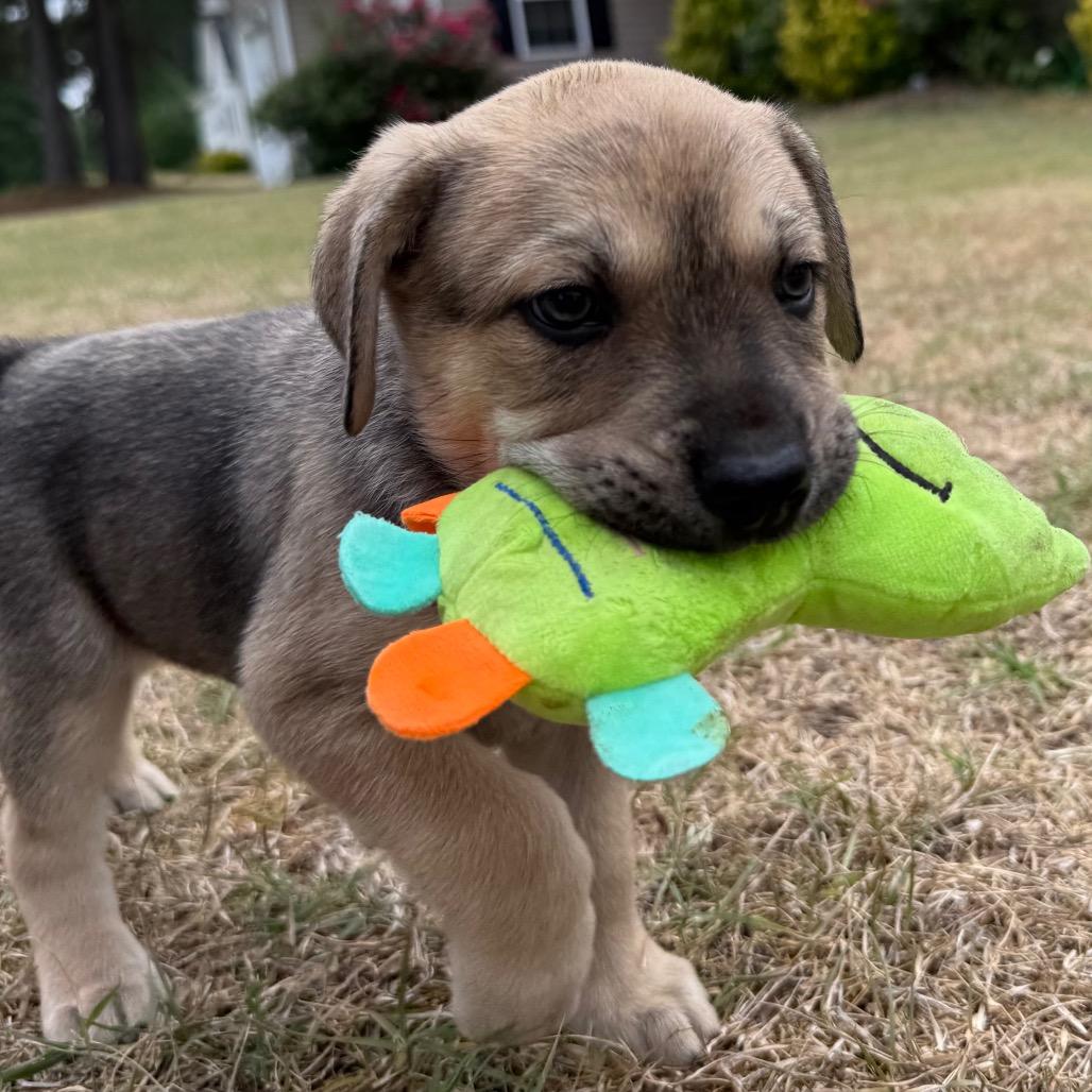 Todd, a Adoptable Mixed Breed in Aberdeen, NC image 3/5