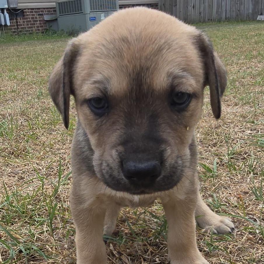 Todd, a Adoptable Mixed Breed in Aberdeen, NC image 5/5