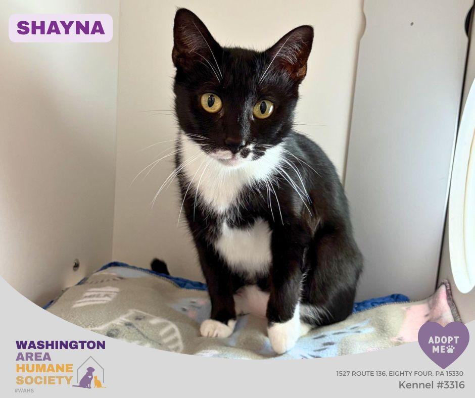 Shayna, ADOPTABLE, Adult Female Domestic Short Hair.