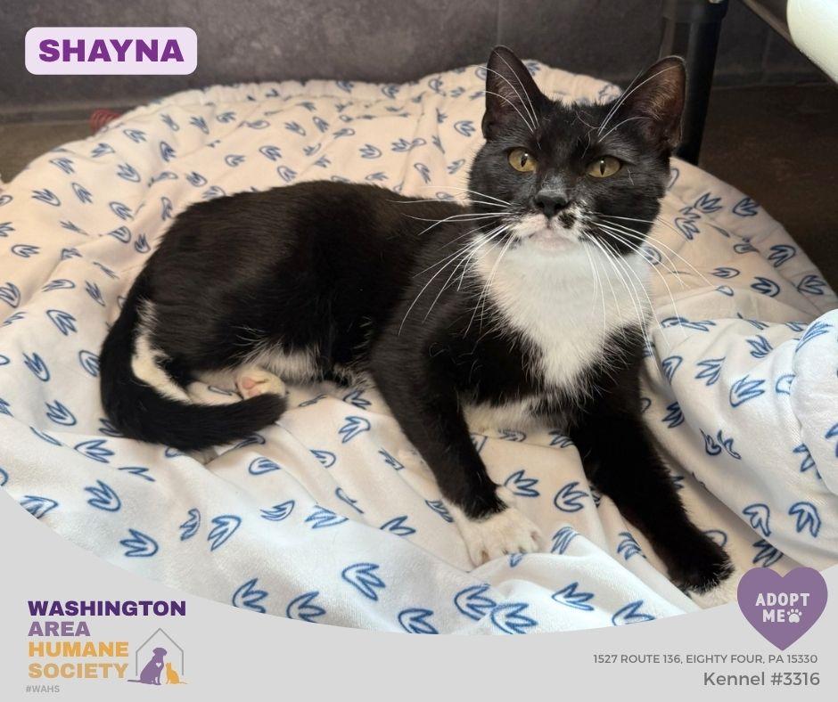 Enlarge Shayna, a Adoptable mixed breed in Eighty Four, PA image 1/6