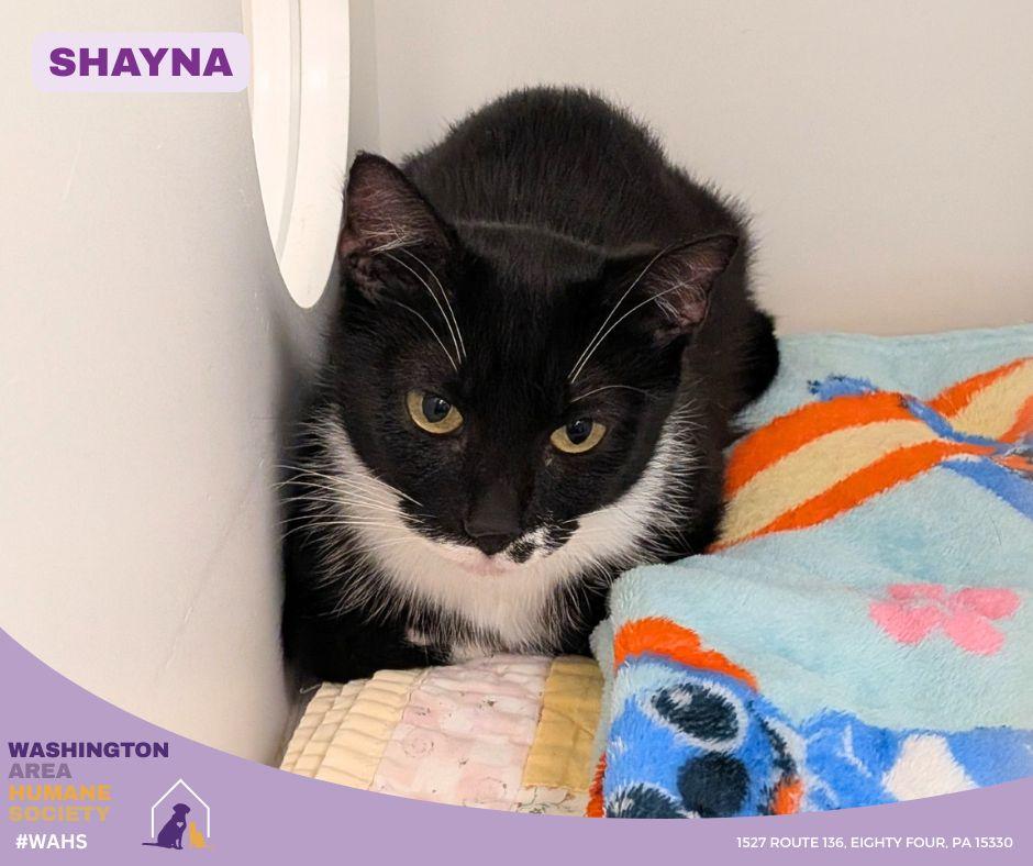 Shayna, a ADOPTABLE mixed breed in Eighty Four, PA image 2/2