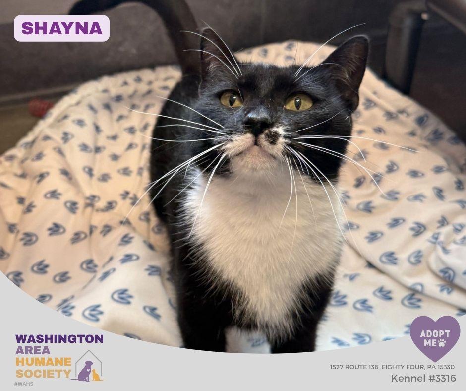 Enlarge Shayna, a Adoptable mixed breed in Eighty Four, PA image 2/6