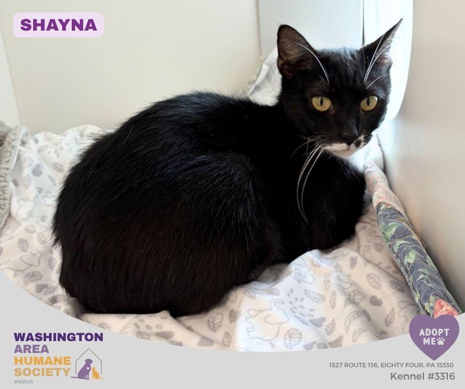 Shayna, a ADOPTABLE mixed breed in Eighty Four, PA image 1/2