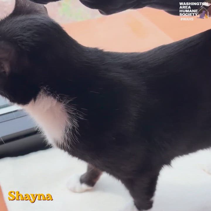 Enlarge Shayna, a ADOPTABLE mixed breed in Eighty Four, PA video 3/3