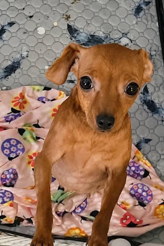 Charlotte, a Adoptable Chihuahua in Richmond, KY image 2/2