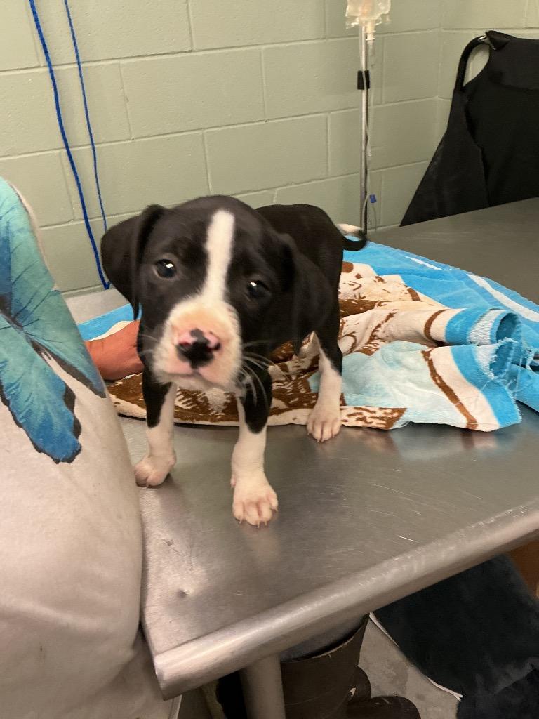 Harper, Adoptable, Puppy Female Mixed Breed.