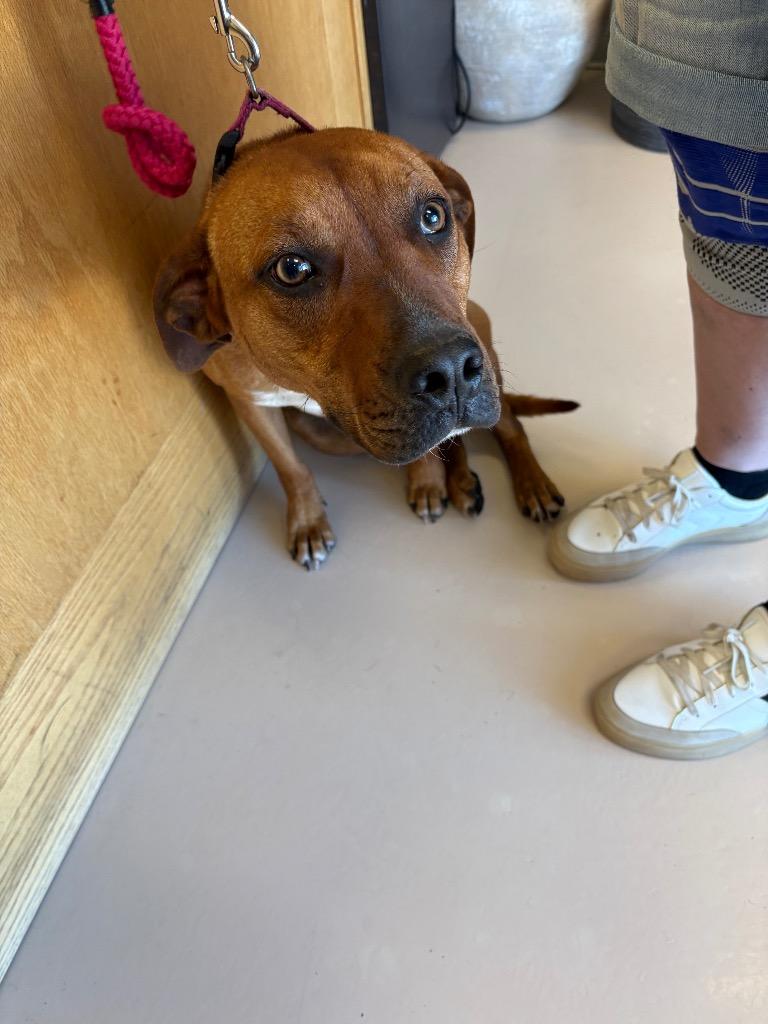 Maple**, Adoptable, Young Female Black Mouth Cur.