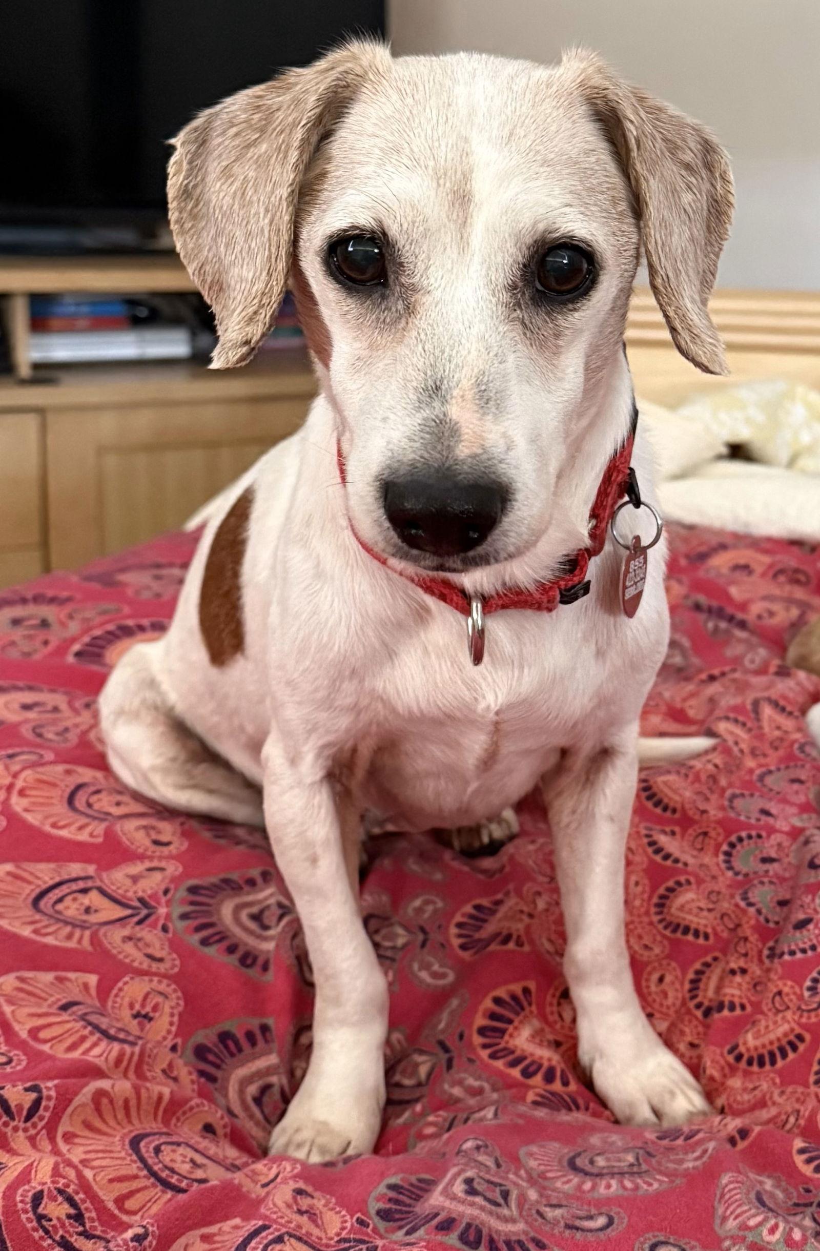 Enlarge Jewel, a Adopted Beagle in Dunnellon, FL image 1/3