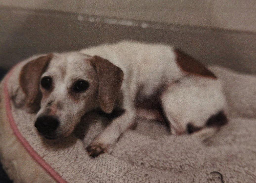 Enlarge Jewel, a Adopted Beagle in Dunnellon, FL image 2/3