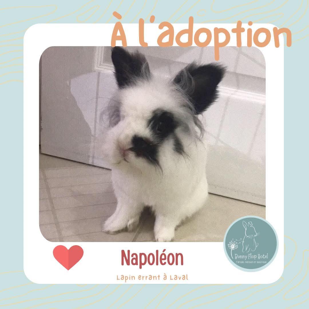 Napoléon, ADOPTABLE, Adult Male American.