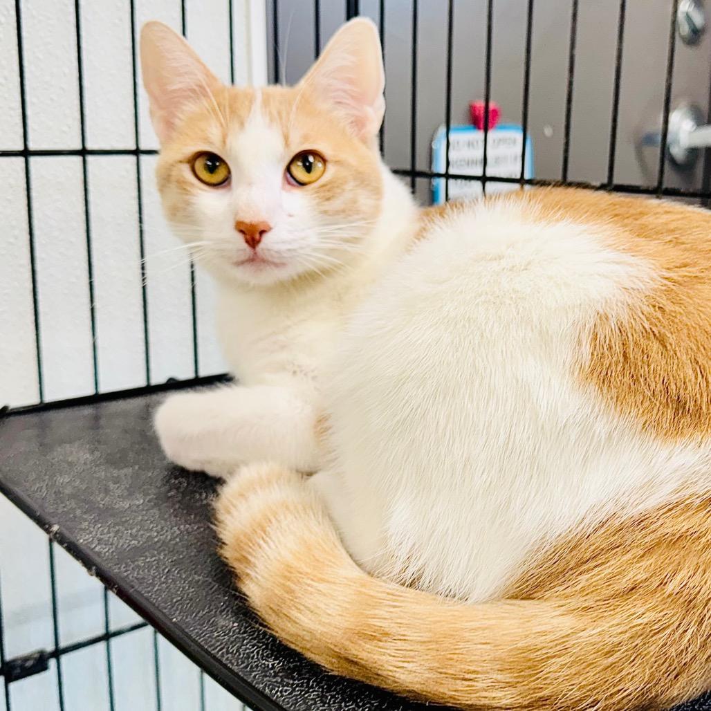 Jasper, Adoptable, Adult Male Domestic Short Hair.