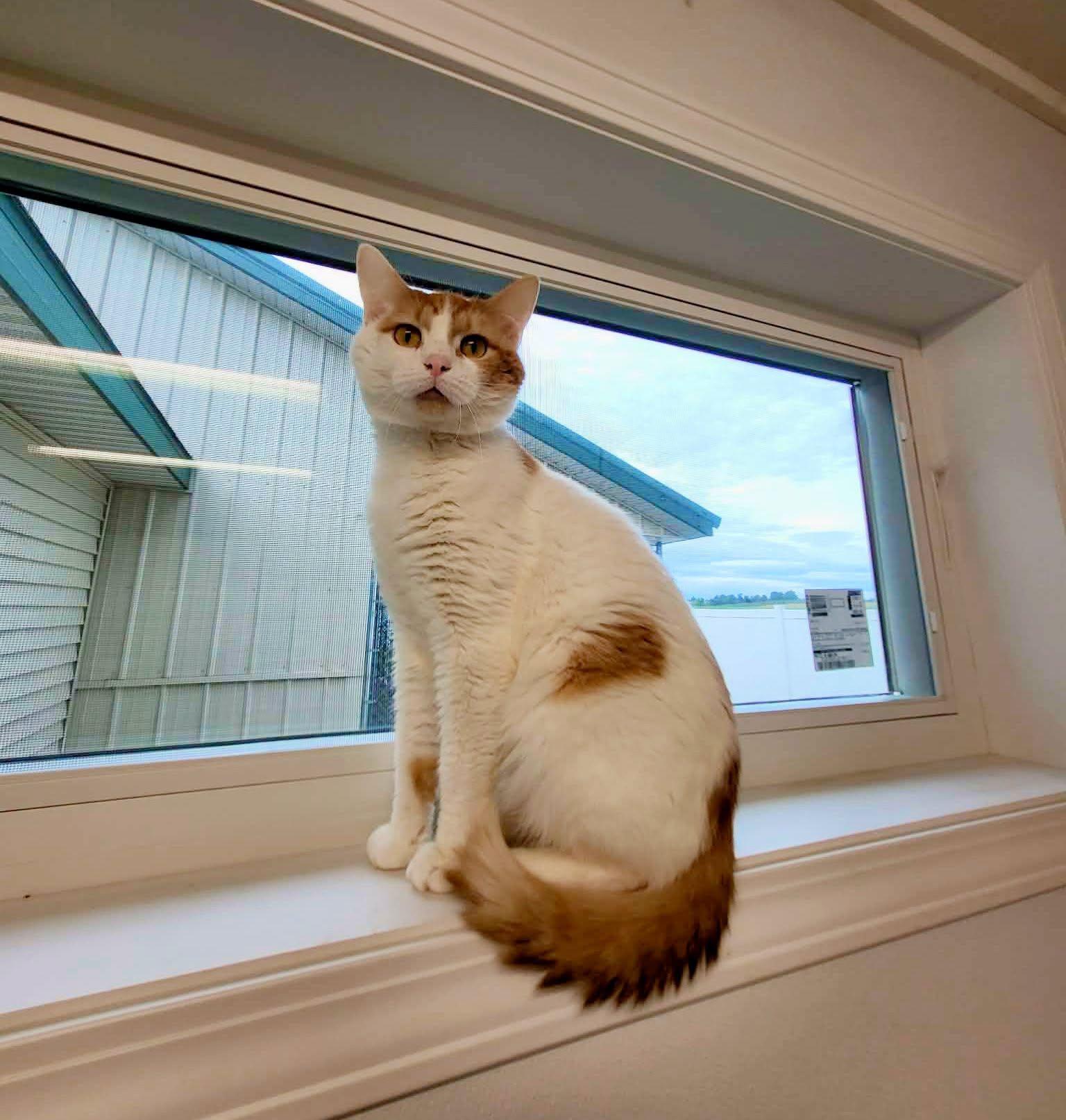 Mac, Adoptable, Adult Male Domestic Short Hair.