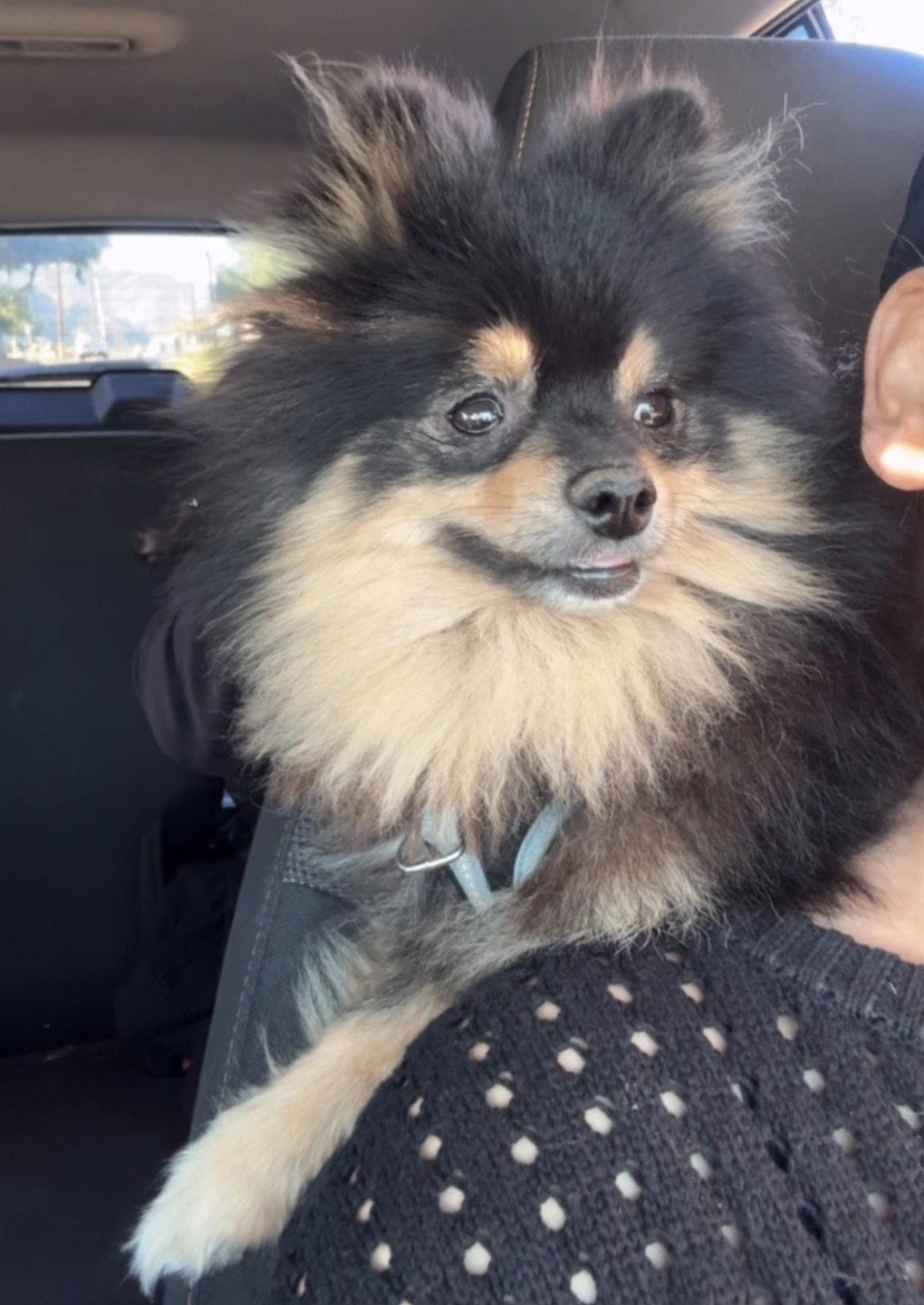 Enlarge JACK, a Adoptable Pomeranian in Agoura Hills, CA image 1/1