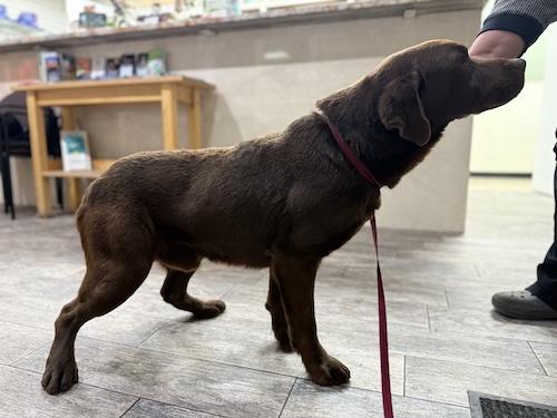 Denver #8, ADOPTABLE, Adult Male Chocolate Labrador Retriever.
