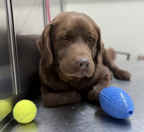 Enlarge Denver #8, a ADOPTABLE Chocolate Labrador Retriever in Killingworth, CT image 2/4