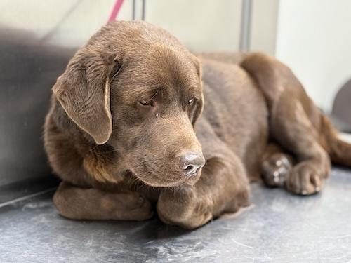 Enlarge Denver #8, a ADOPTABLE Chocolate Labrador Retriever in Killingworth, CT image 3/4