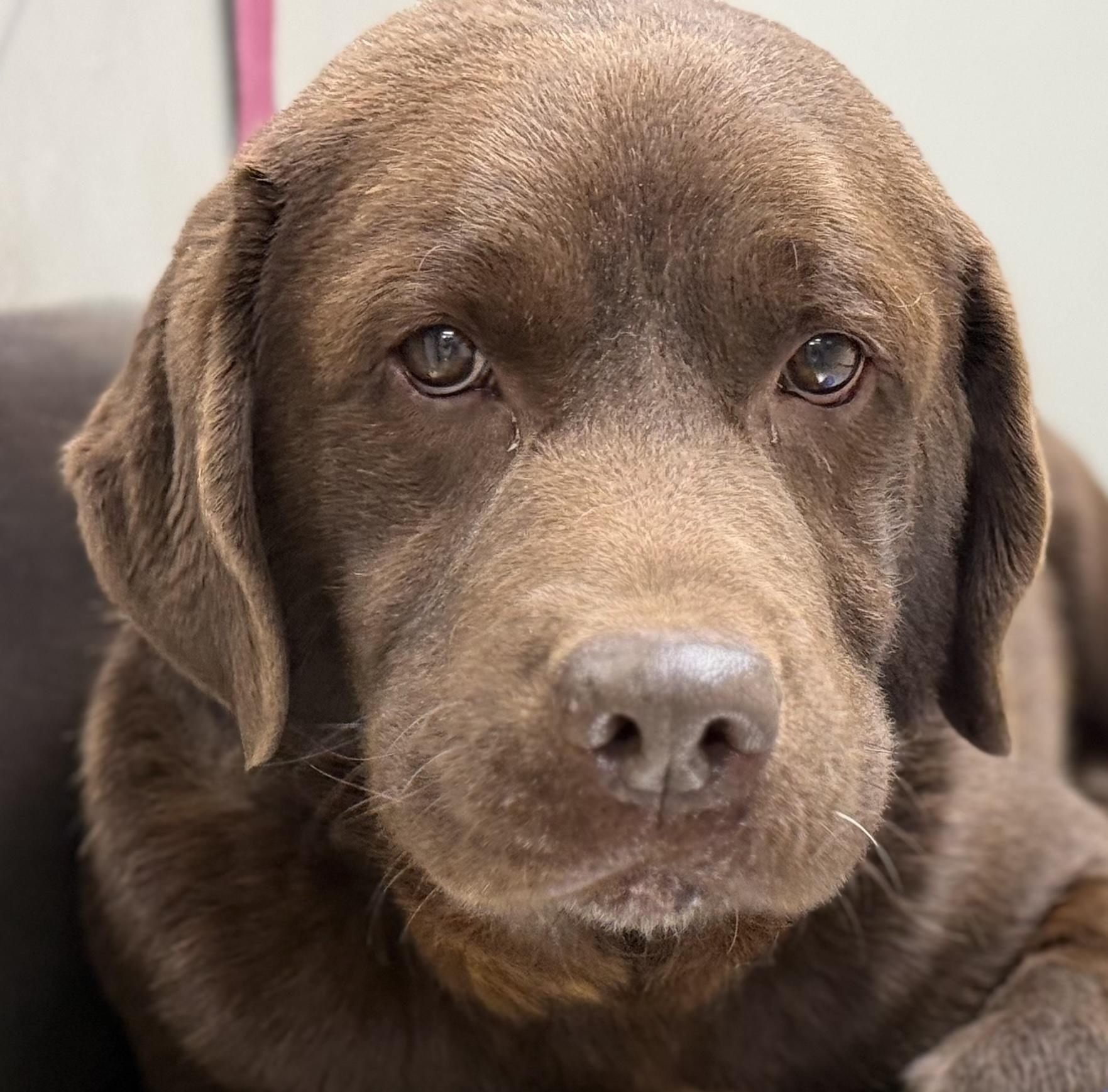 Enlarge Denver #8, a ADOPTABLE Chocolate Labrador Retriever in Killingworth, CT image 4/4